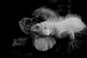 円建て出金の手数料はどれくらいかかるの？